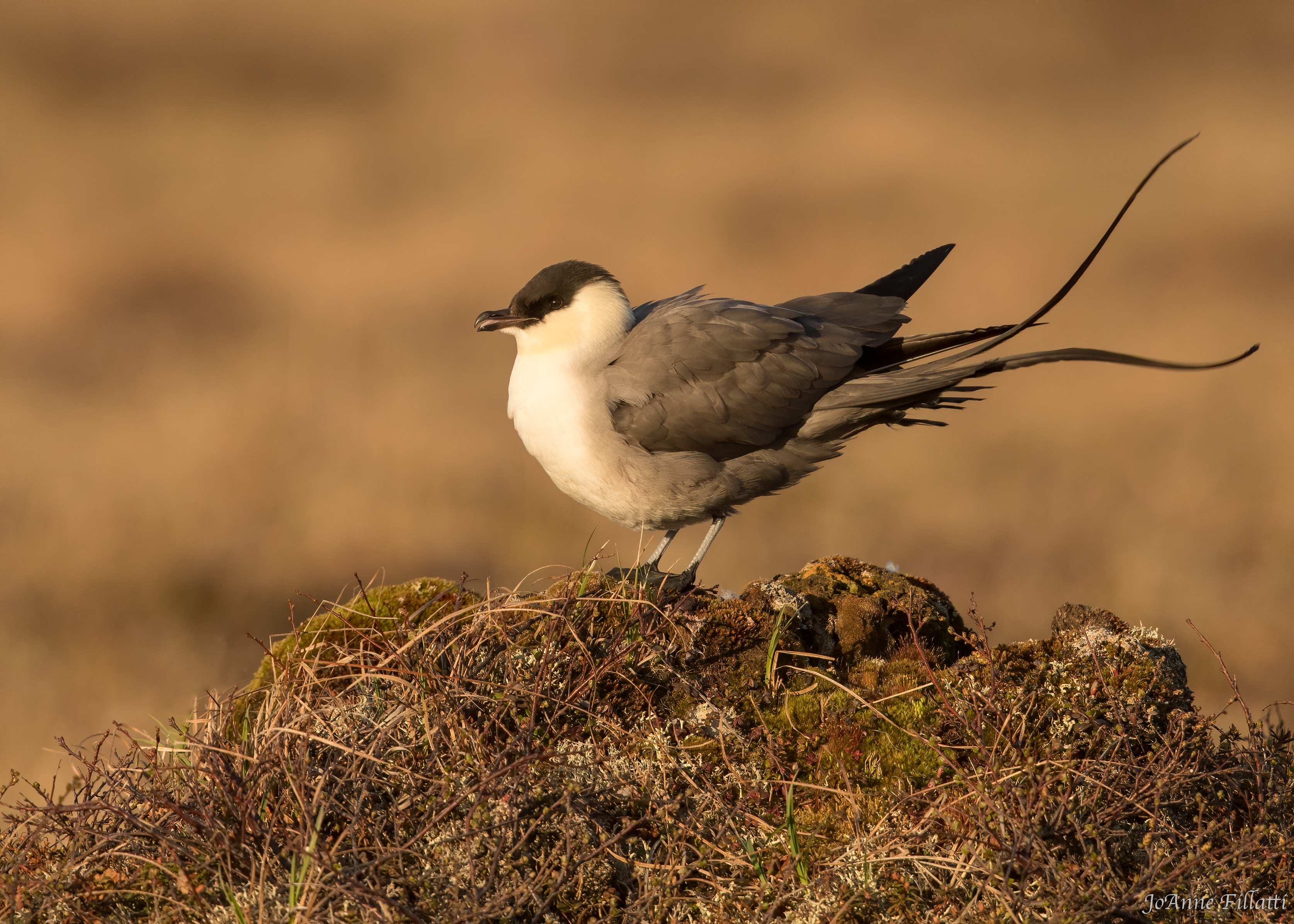 bird of alaska image 2